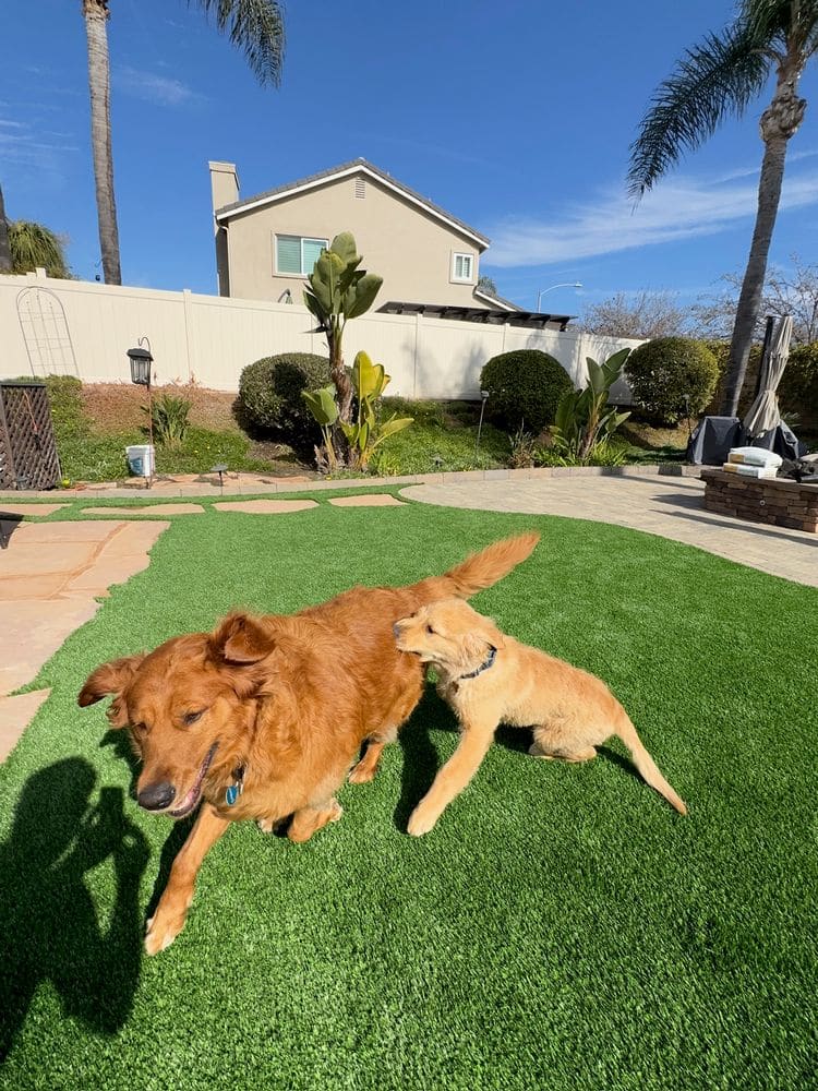 Backyard Turf and Paving Transformation in San Diego, CA (15)
