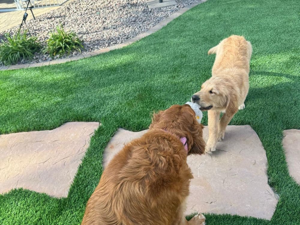 How Can I Customize My Turf Layout for Pets or Kids?